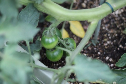 プランター菜園が順調です｜しばらくご無沙汰しましたが元気に育ってます